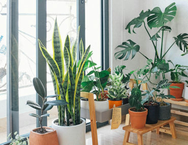 Indoor Garden